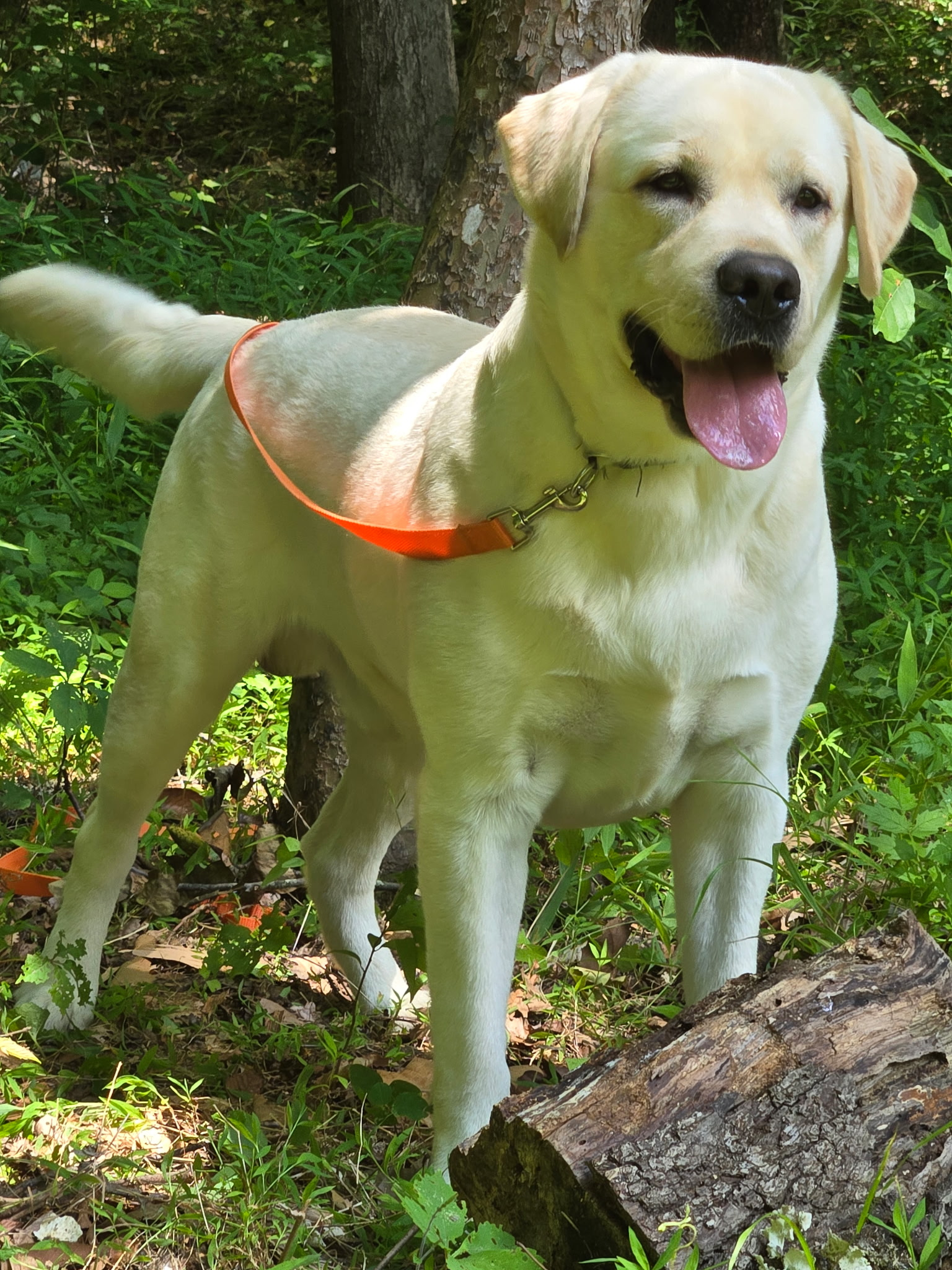 goldadors-of-york-goldador-retriever-posing-at-the-cattle-fence-summer-cover-farm-area-side-view