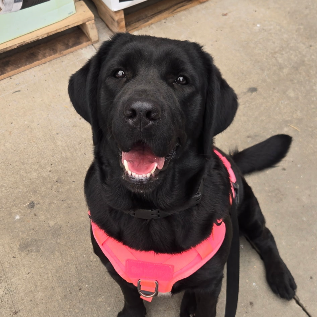 PASD Tulip at your Service (full access service dog)