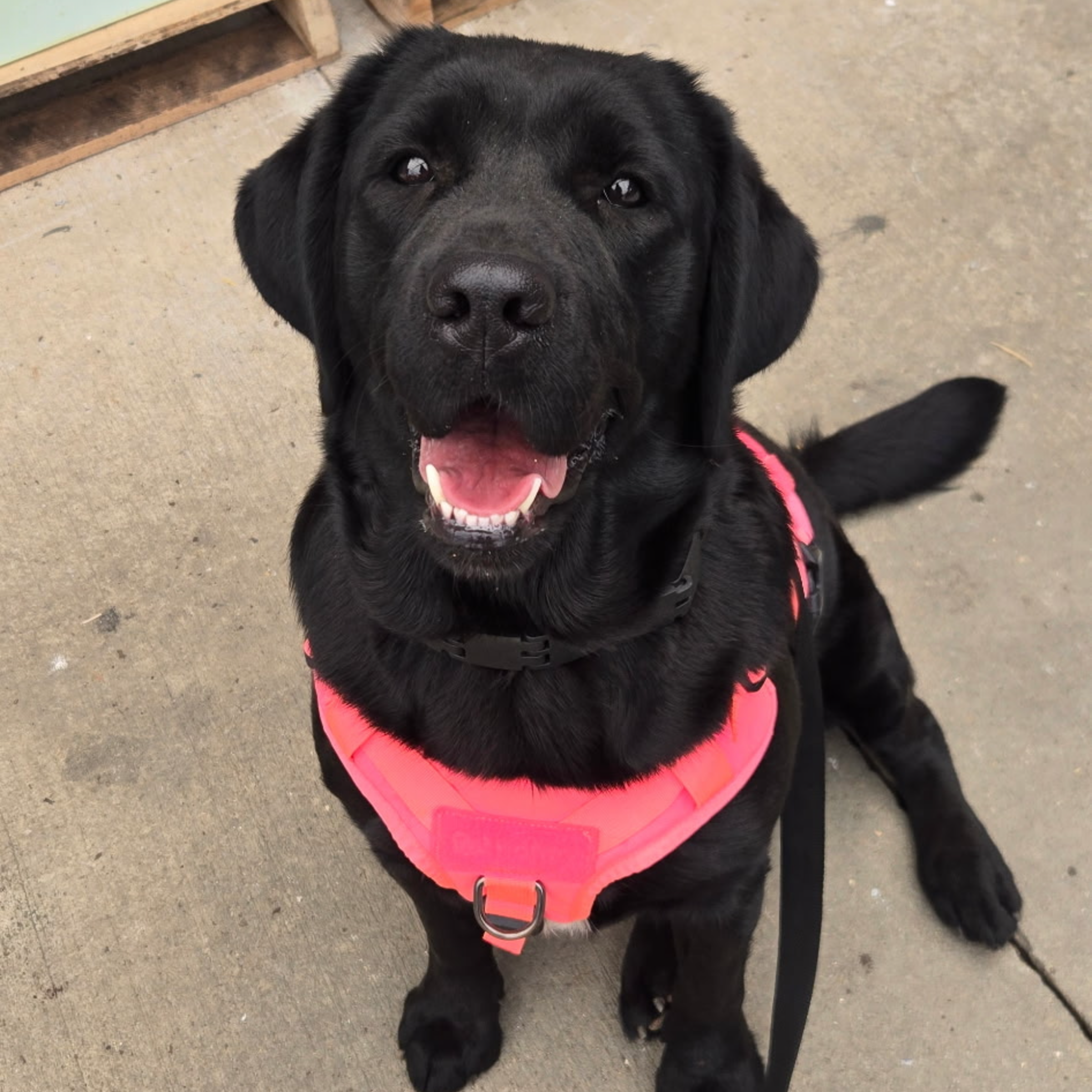 goldadors-of-york_goldador-retriever-posing-service-dog-with-owner-in-public-shopping-space-front-view