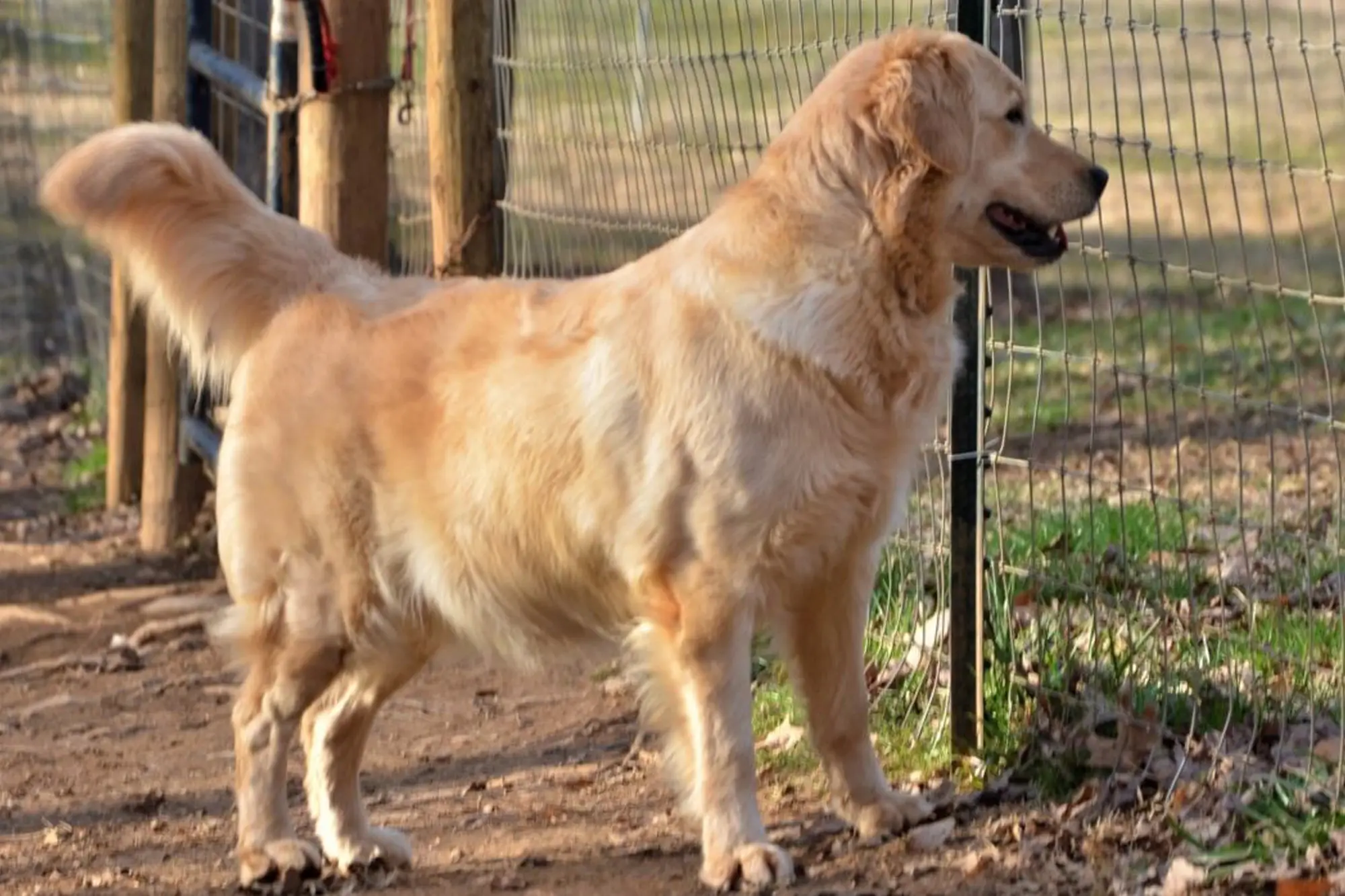 goldadors-of-york_goldador-retriever-posing-at-the-cattle-fence-summer-cover-farm-area-side-view