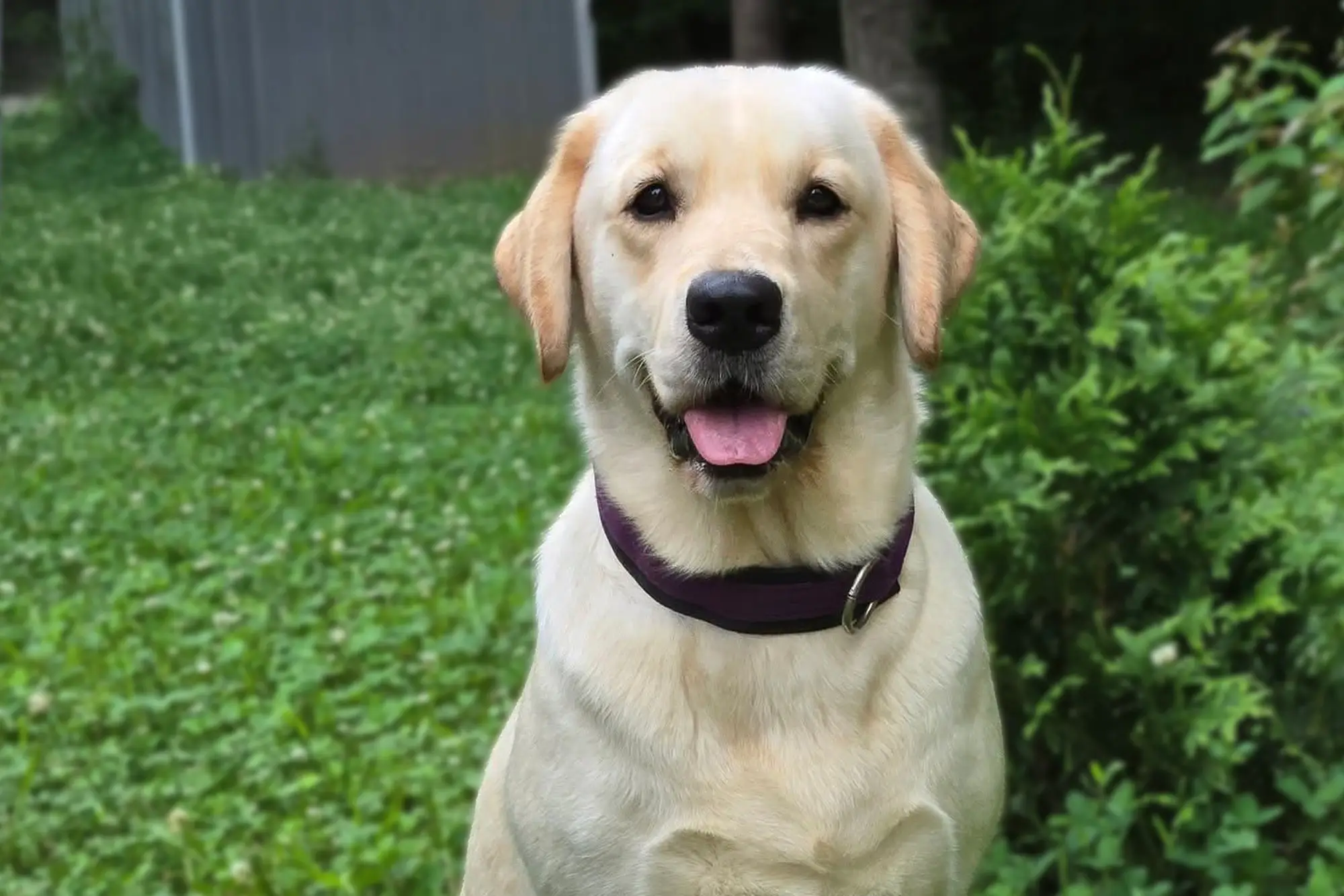 goldadors-of-york_goldador-retriever-posing-at-the-cattle-fence-summer-cover-farm-area-side-view