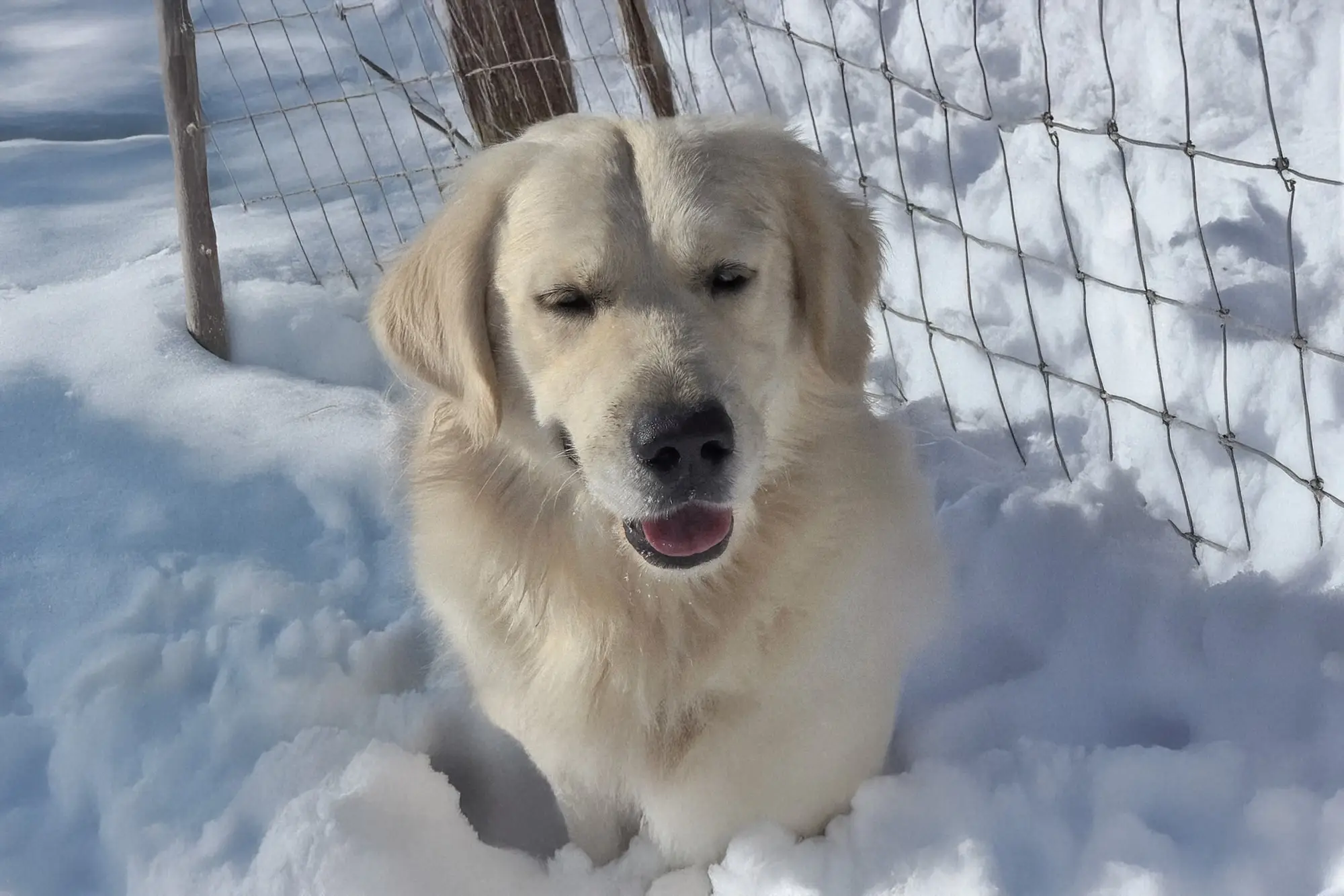 goldadors-of-york_goldador-retriever-posing-in-snow-pile-with-cattle-fence-winter-cover-wooded-area-front-view