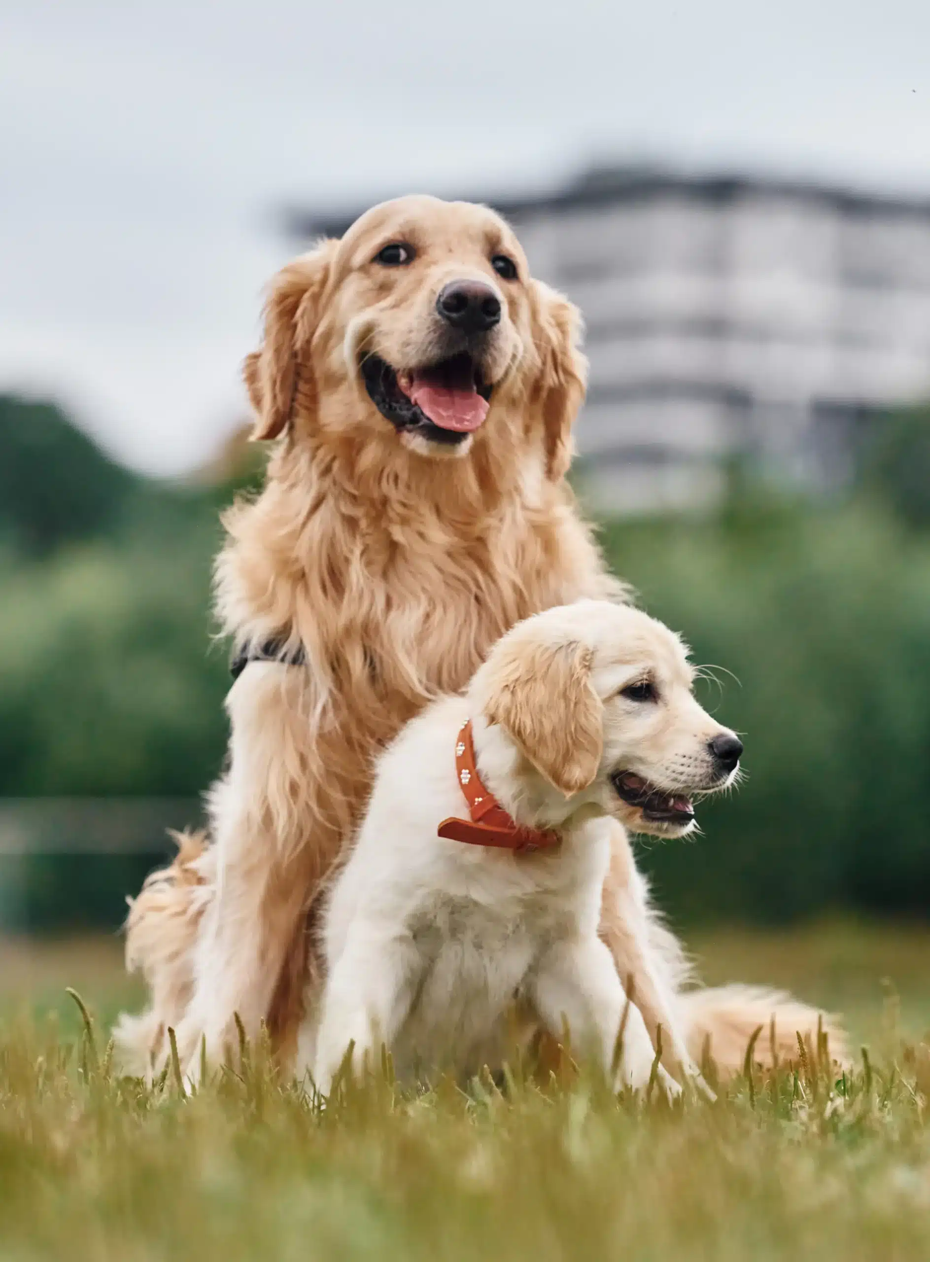 goldadors-of-york_goldador-retriever-posing-at-the-cattle-fence-summer-cover-farm-area-side-view
