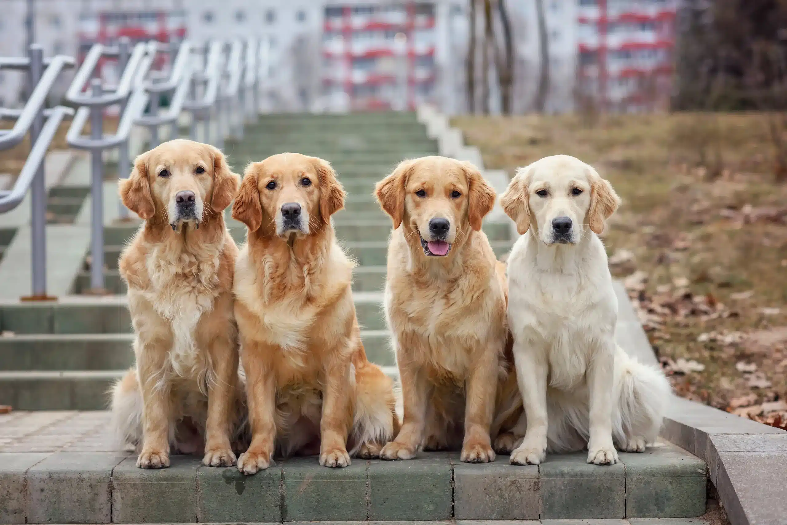 four-dogs-golden-retriever-goldador-dogs-sits-on-the-steps-together
