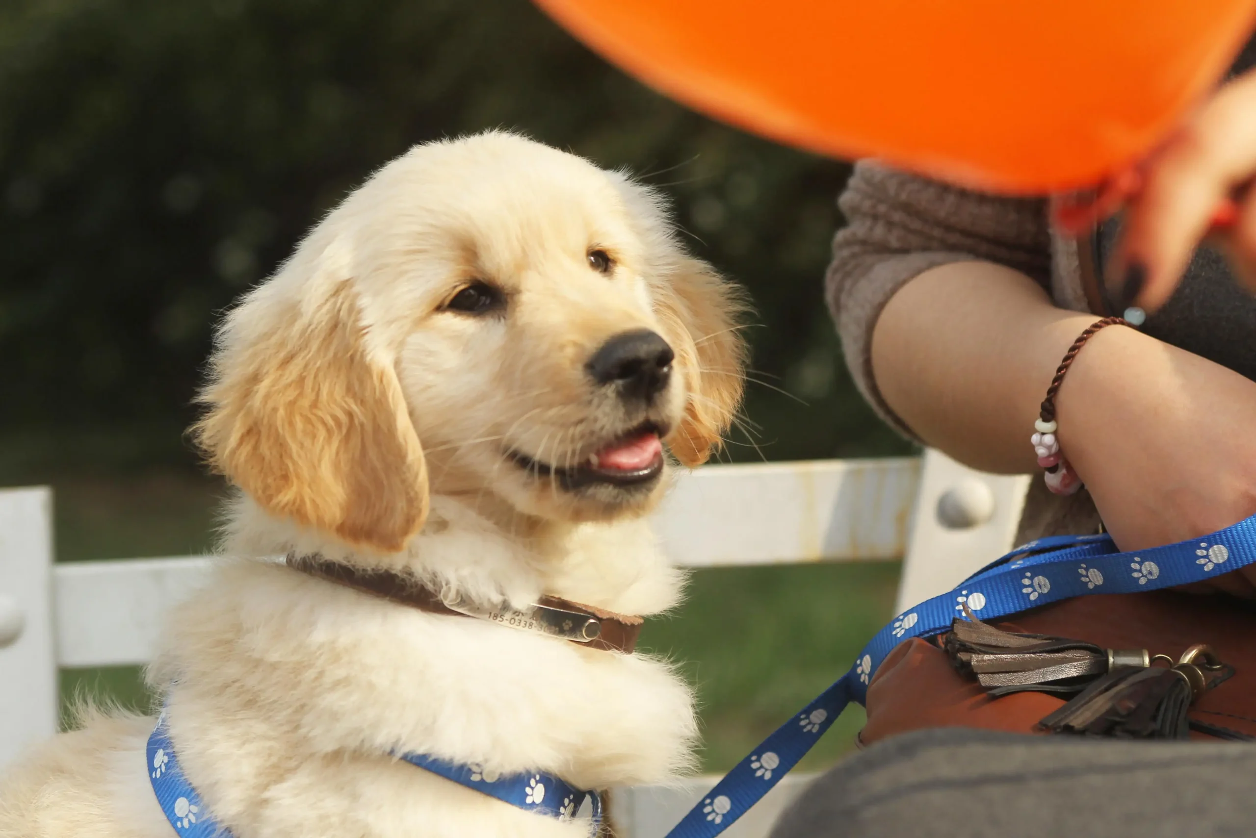 golden-retriever-puppy-with-orange-balloon-outdoor