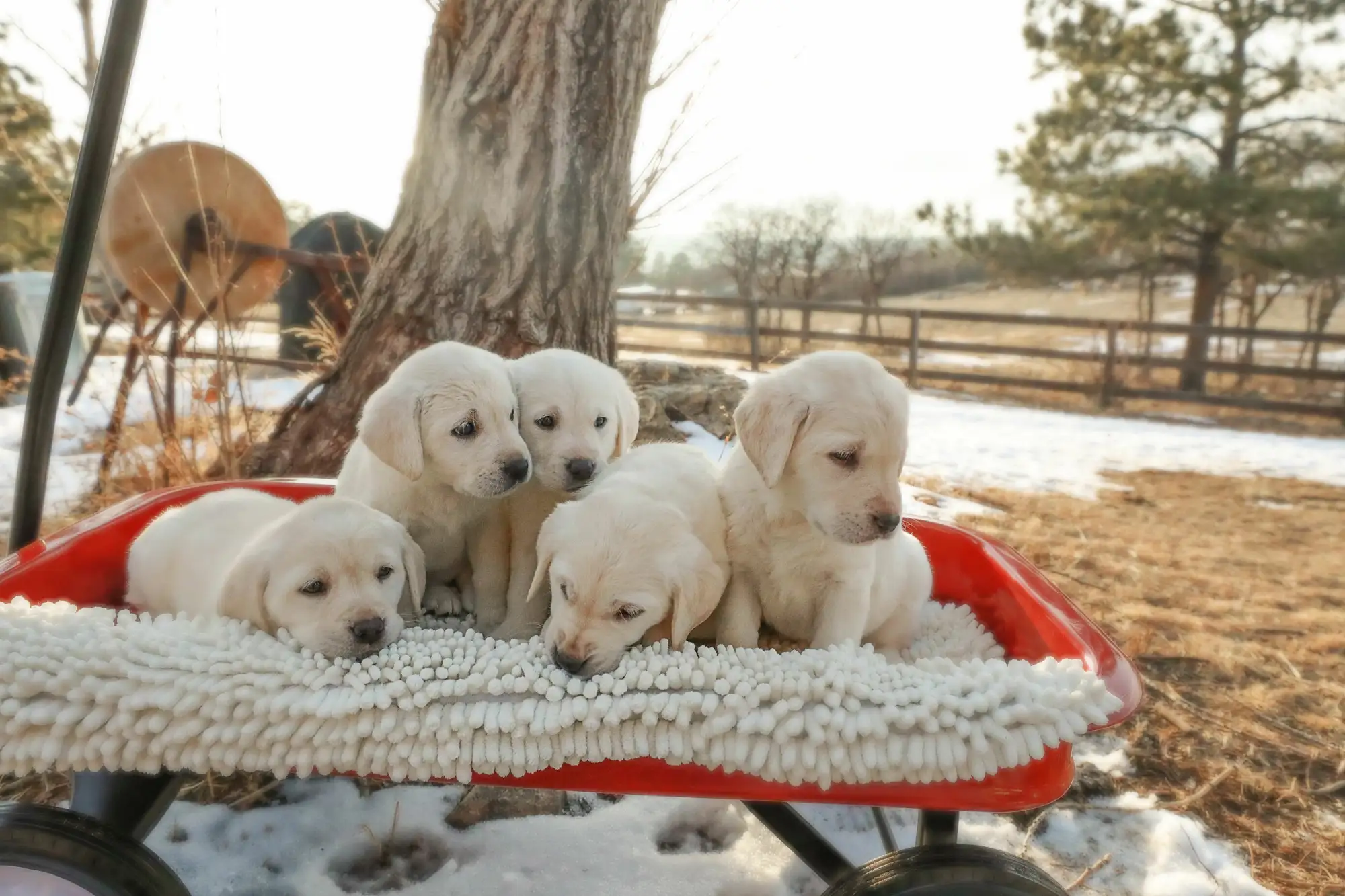 adorable-golden-retriever-puppies-in-a-red-wagon