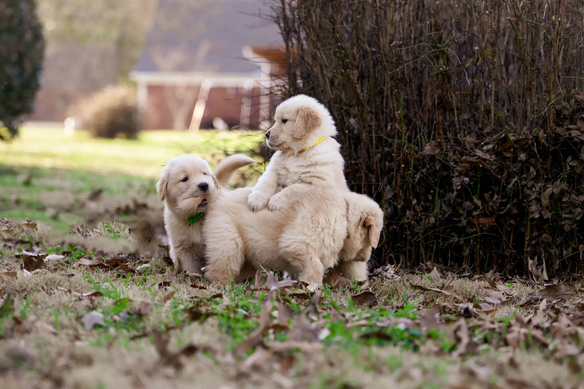 adorable-golden-retriever-puppies-in-a-red-wagon