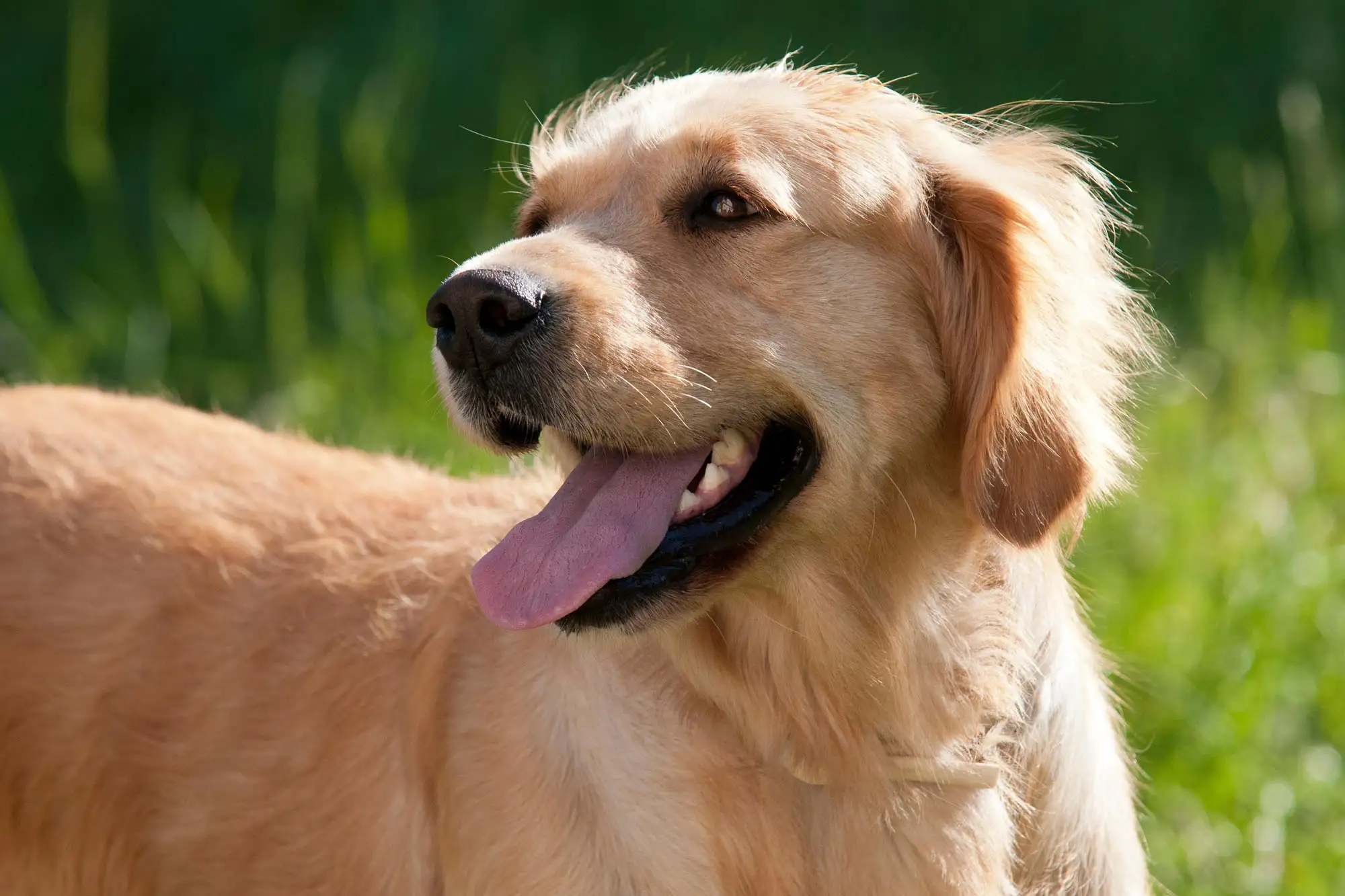 happy-dog-with-tongue-out-in-green-field