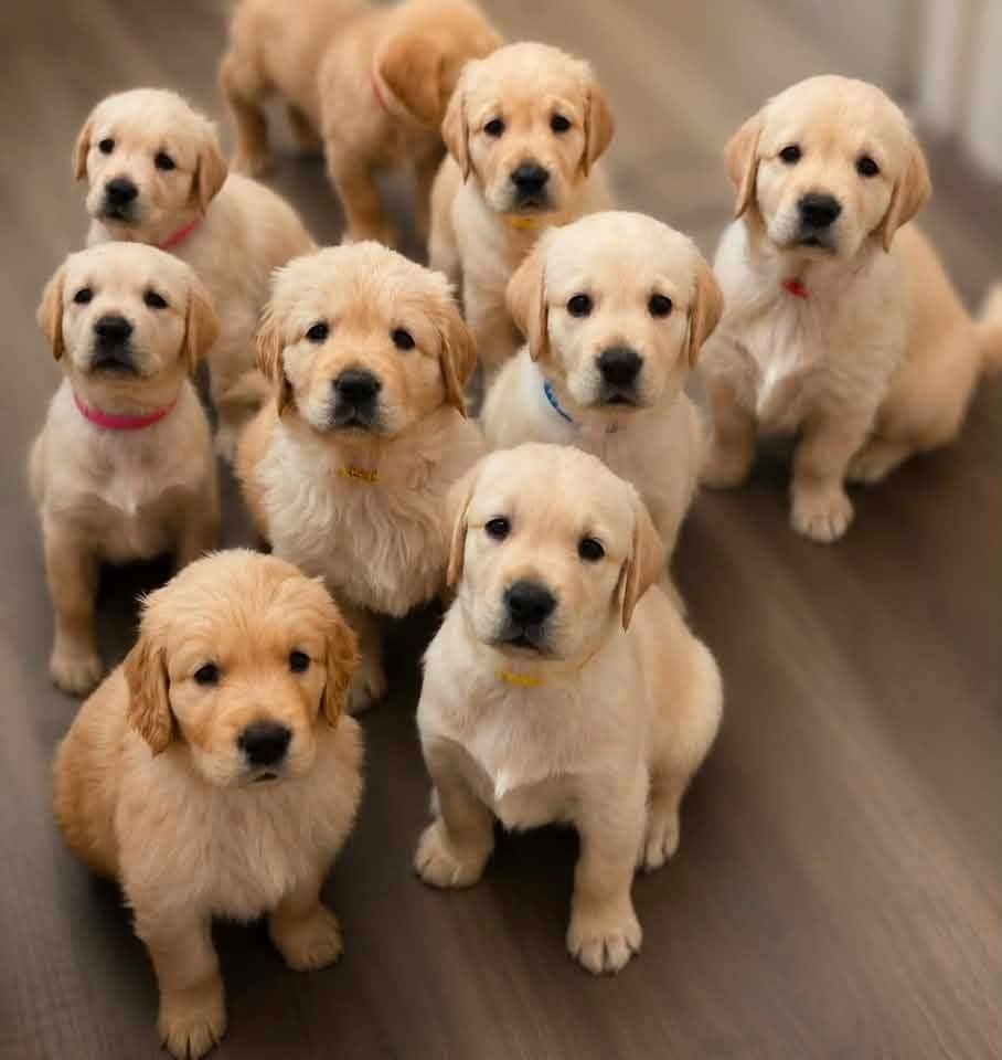Goldador puppies sitting as a group looking up