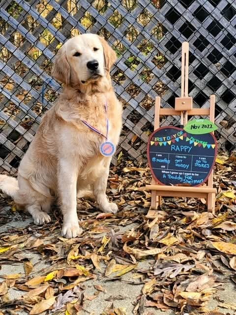golden-retriever-puppy-with-orange-balloon-outdoor