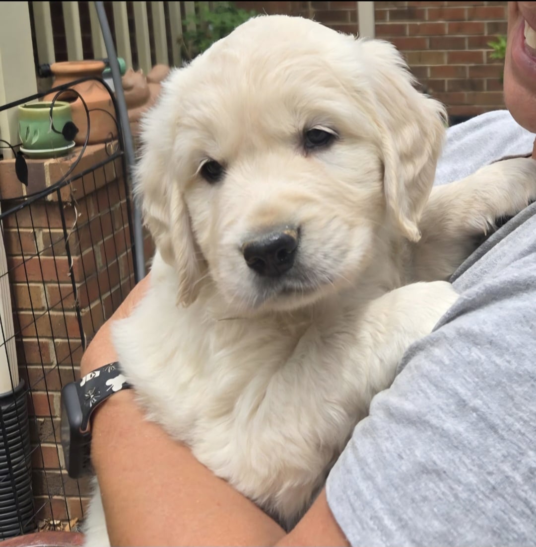 adorable-golden-retriever-puppies-in-a-red-wagon