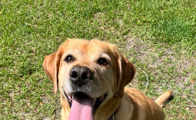 golden-labrador-dog-sire-our-boys